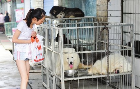 成都有哪些花鸟市场？