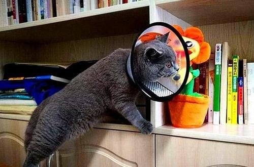 你能接受舍友在寝室养宠物吗?