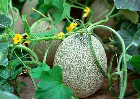 38d的罩杯有多大?