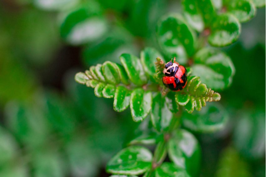 春雷始鸣,蛰虫出洞是什么节气