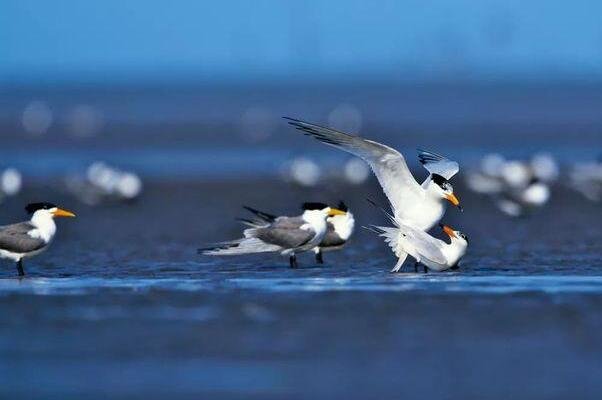 近百只极危鸟类停留胶州湾！我们该如何保护这种鸟？