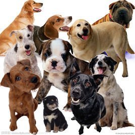 十二生肖中勇往直前不忘生死,忠心报主过一生的动物是什么