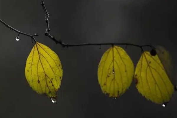 秋天的雨仿写把颜色给了谁