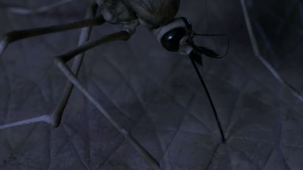 僵尸蚊子的介绍