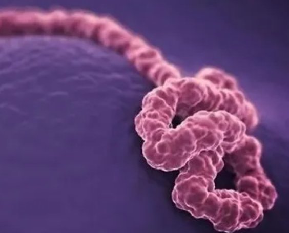 埃博拉病毒中国有吗