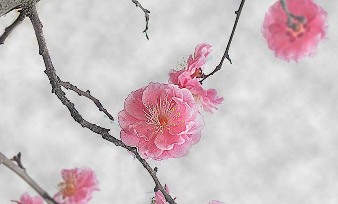 梅花三弄全诗是什么？