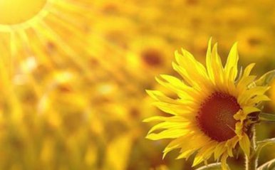 江苏句容五十亩向日葵花海绽放，向日葵代表的是什么？