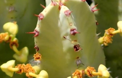 树脂大戟是什么植物?为什么它比朝天椒还辣?它能不能食用?