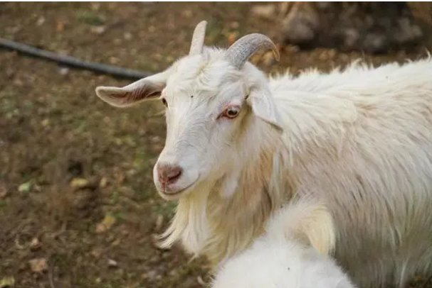 炭疽怎么读什么意思