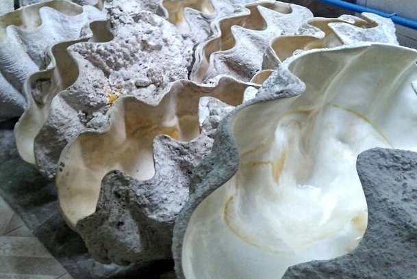 被称为贝王的是哪种贝类