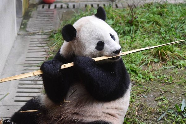 基地有哪些熊猫家族？