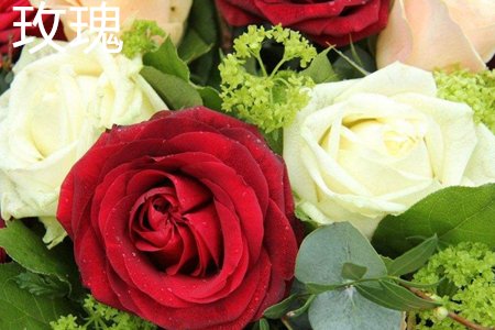 月季花和玫瑰花有什么区别啊?