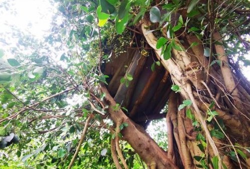 四川两男孩离家出走树上待了两天两夜，他们为何离家出走？