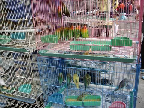 成都有哪些花鸟市场？