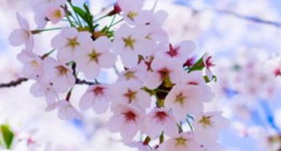 仿照句子门前开着一大片鲜花。