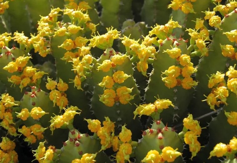 树脂大戟是什么植物?为什么它比朝天椒还辣?它能不能食用?