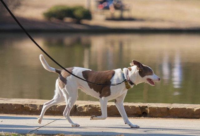 女子与狗深夜双双落水,是什么原因导致的?