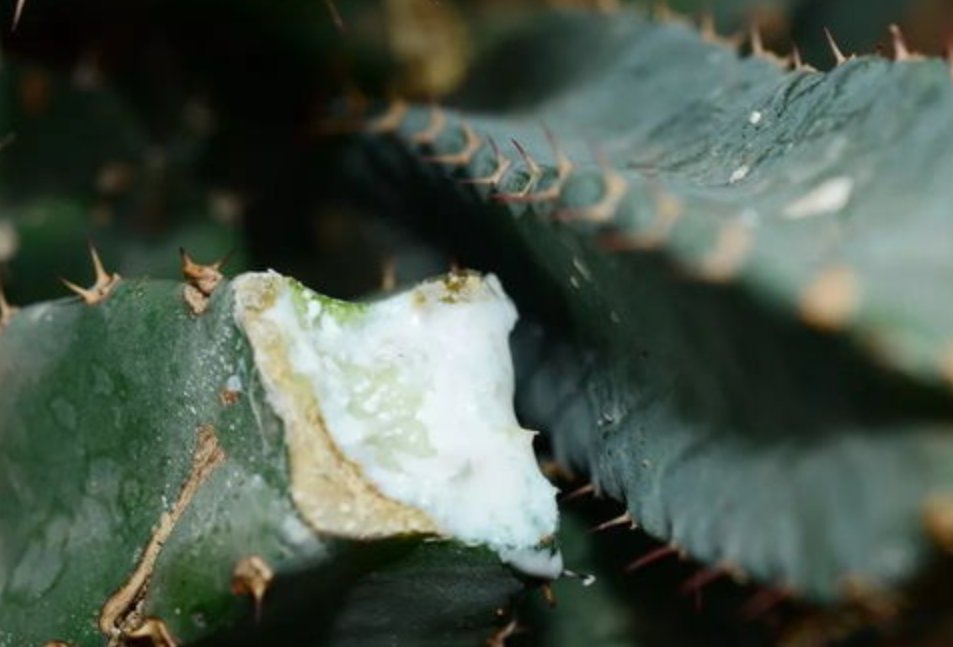 树脂大戟是什么植物？为什么它比朝天椒还辣？它能不能食用？