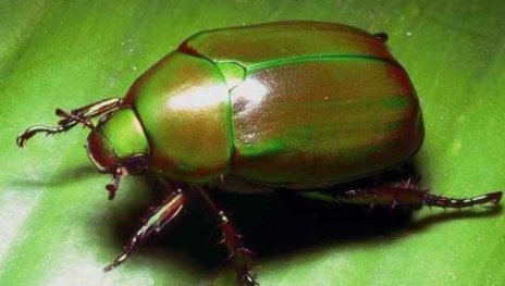 金龟子能长多大