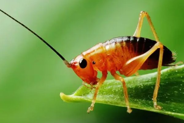 昆虫记1～29主要内容概括