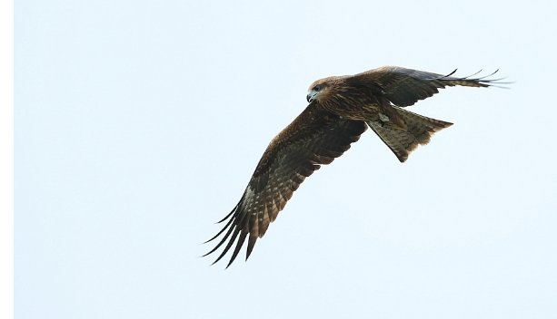 傲视苍穹的意思