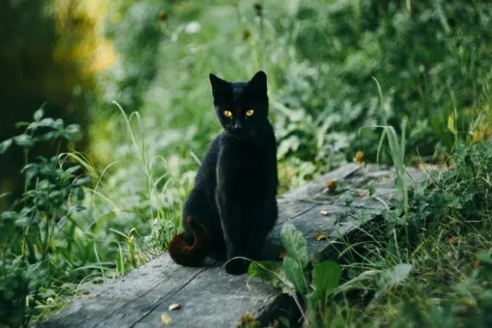 我的黑猫男友全未增删带翻译