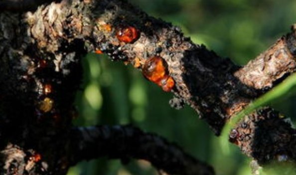 树脂大戟是什么植物?为什么它比朝天椒还辣?它能不能食用?