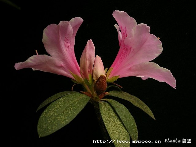 春天的杜鹃的导演简介