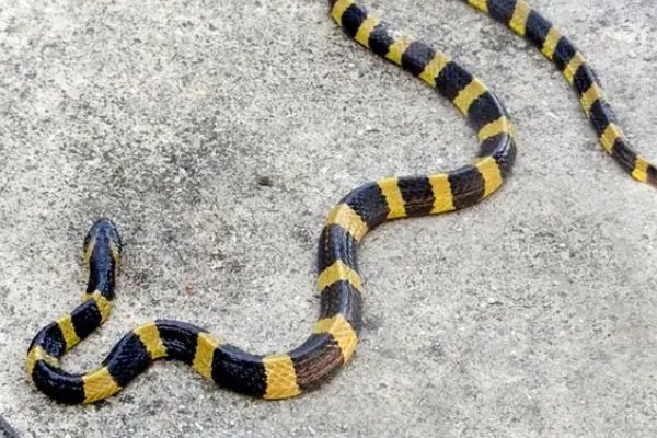 农村十大毒蛇排名