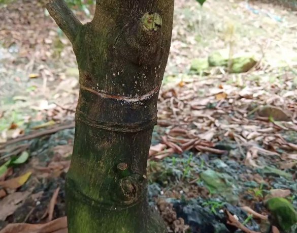 树脂大戟是什么植物?为什么它比朝天椒还辣?它能不能食用?