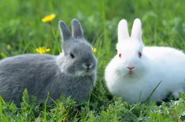 缺三短四比喻什么动物