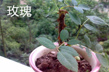 月季花和玫瑰花有什么区别啊?