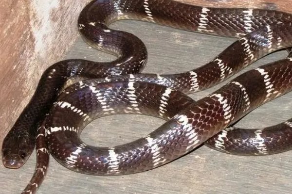 农村十大毒蛇排名