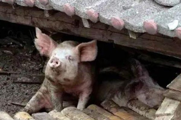 兽医称“猪坚强”已入弥留，它有多少岁了？
