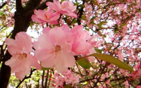 花儿拼音怎么拼写?