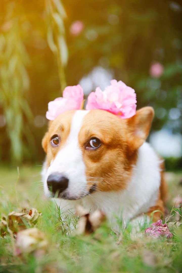 高中班级宠物小诗一共多少章