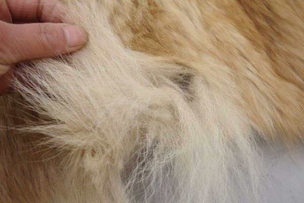 狗皮怎么熟成皮子