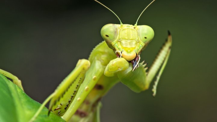 蛇怕螳螂的原因