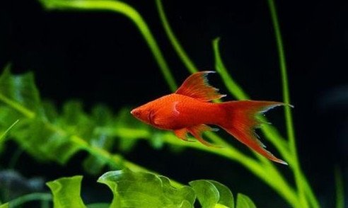 红剑鱼区分公母？