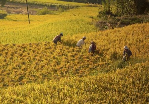 如果我是秋雨，我准备给――带去――