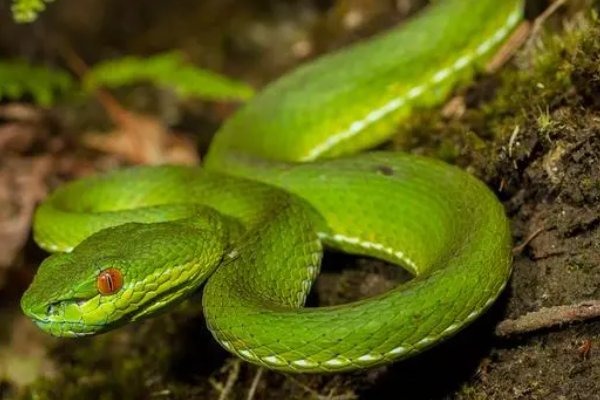 农村十大毒蛇排名