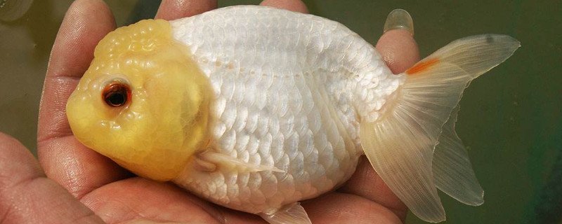 蓝瘦鱼怎么养，蓝瘦鱼养注意事项