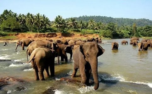 云南宁洱出现24头野生亚洲象，野象会攻击人类吗？