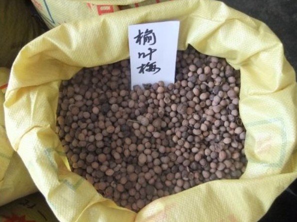 榆叶梅如何播种?种子是否要处理?急急。。。。。。