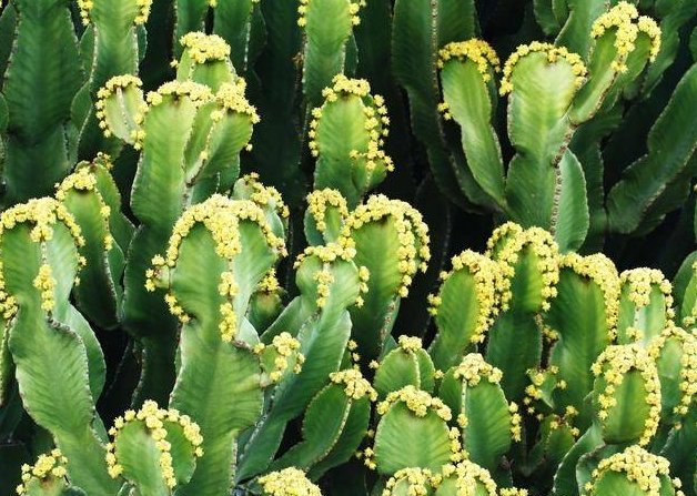 树脂大戟是什么植物?为什么它比朝天椒还辣?它能不能食用?