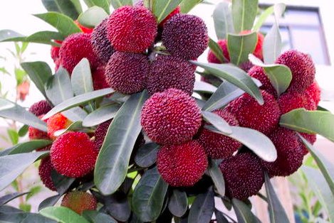 硼肥在杨梅膨果时期能增加种子的饱满程度，对吗？