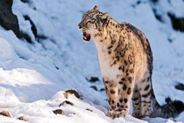 雪豹闭嘴什么意思？