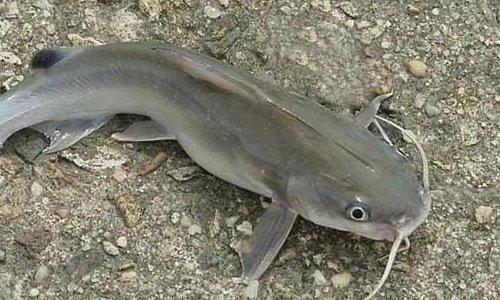 观赏鱼鲶鱼种类