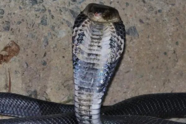 农村十大毒蛇排名