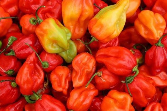 树脂大戟是什么植物?为什么它比朝天椒还辣?它能不能食用?